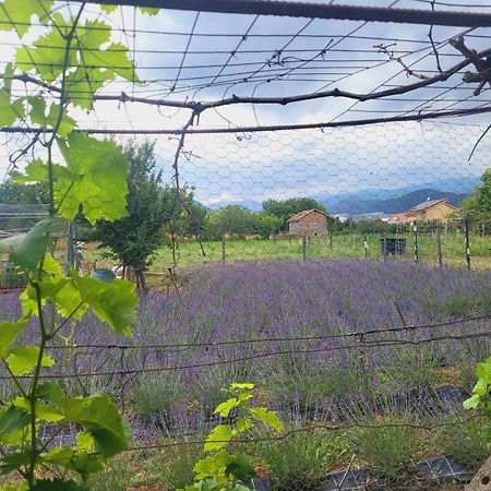 Salvia E Rosmarino - Affittacamere In Liguria 빌라노바 달벤가 외부 사진