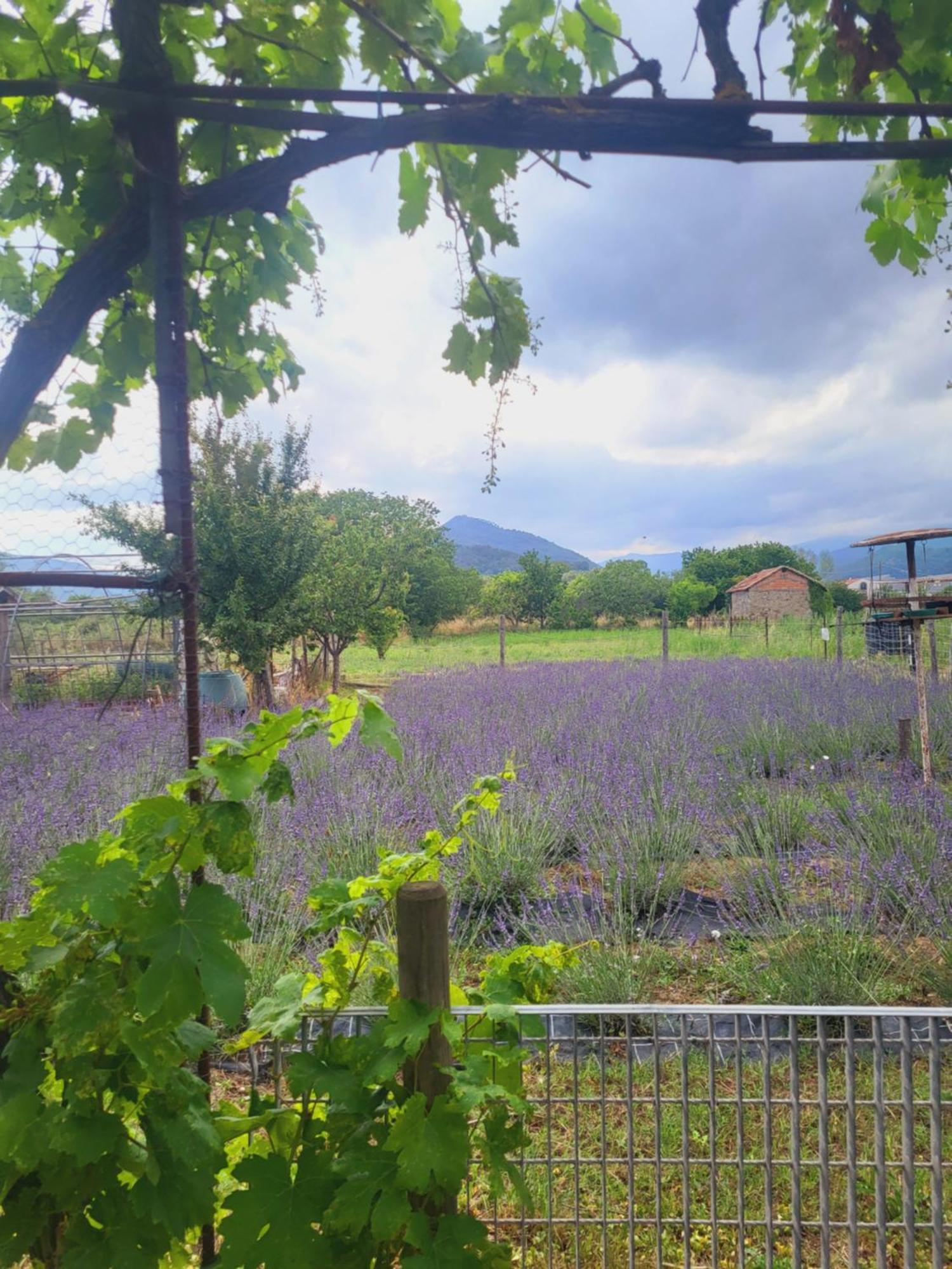 Salvia E Rosmarino - Affittacamere In Liguria 빌라노바 달벤가 외부 사진