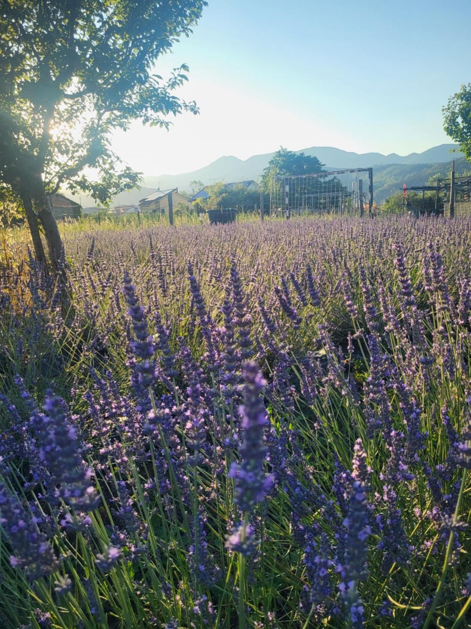 Salvia E Rosmarino - Affittacamere In Liguria 빌라노바 달벤가 외부 사진